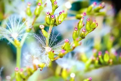 स्परफ्लॉवर फ्रॉस्ट