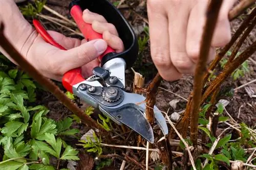 Gezonde frambozen: correct bemesten, snijden en water geven