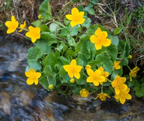 Características de la caléndula de pantano