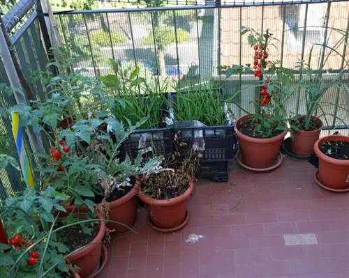 Pomodori da balcone: quali varietà sono i migliori?