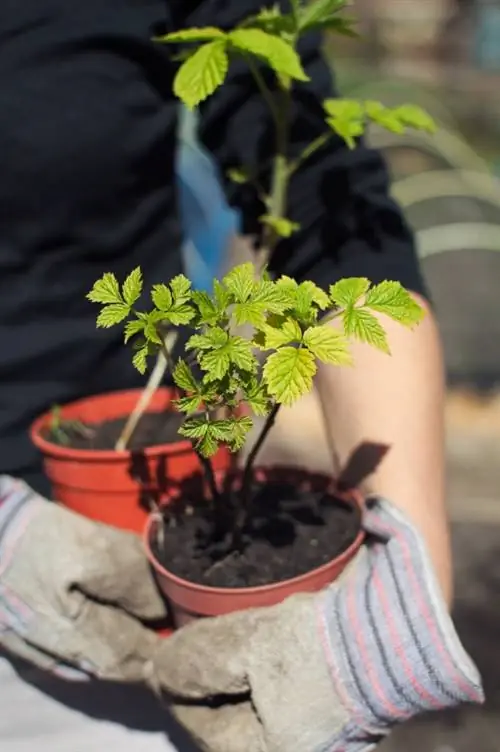 Plantar frambuesas