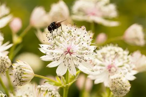 Sterskerm in die tuin: Hoe om die perfekte ligging te vind