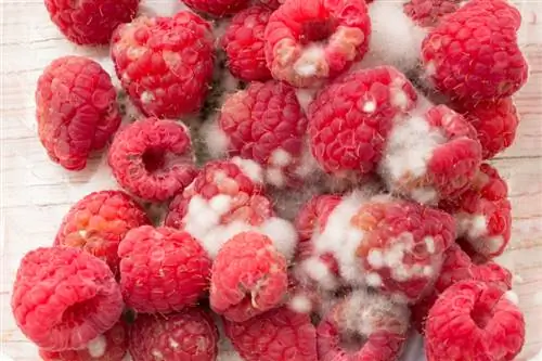 Raspberry mold