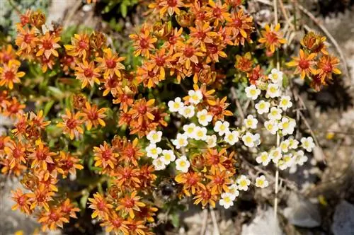 Saxifraga'nın konumu