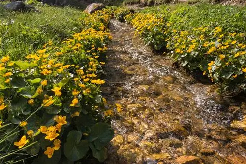 Marsh Marigold: Ideale keuse van ligging vir welige groei