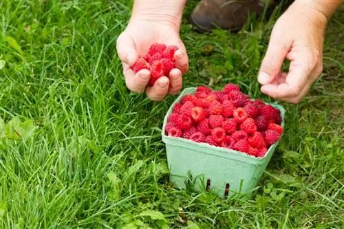 Kukua raspberries yako mwenyewe