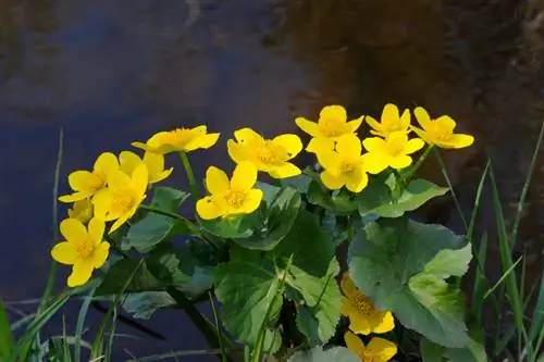 Watermoeras goudsbloem