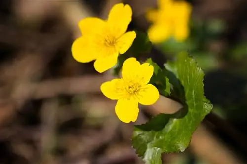 Wanneer blom die moerasgoudsblom? Skoonheid in die lente