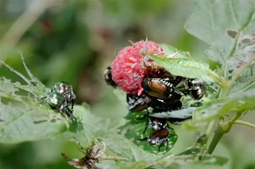 Raspberries: Identify pests and combat them effectively