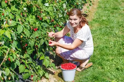 Raspberries መምረጥ