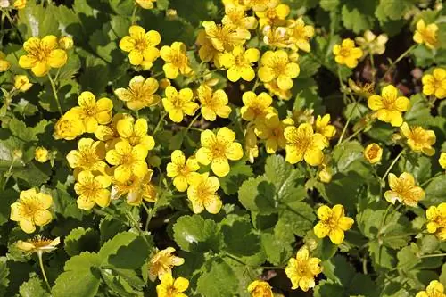 Waldsteinia voortplanting