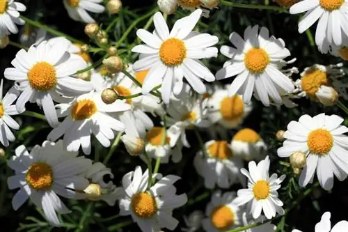 Нохойн chamomile хордлого