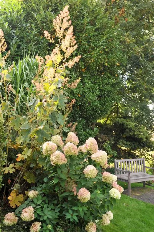 Feather poppies in the pot: height, soil and location