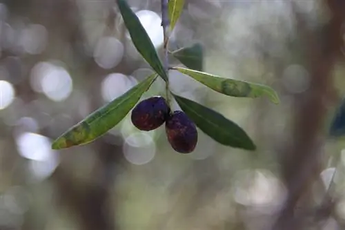 Olyfboom-swambesmetting: oorsake, simptome en behandeling