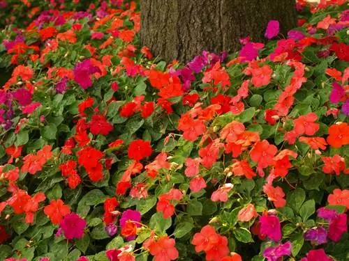 Posizione dell'Impatiens walleriana