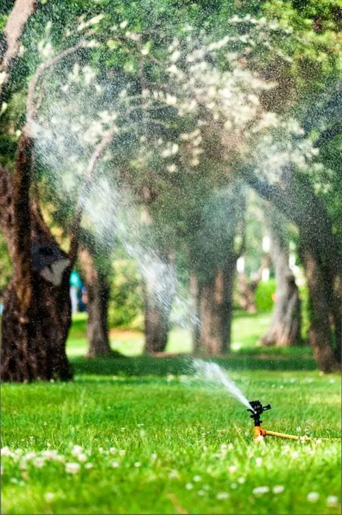 Om die olyfboom nat te maak: Dit is hoe dit gesond en sterk bly