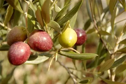 Olivera Hojiblanca