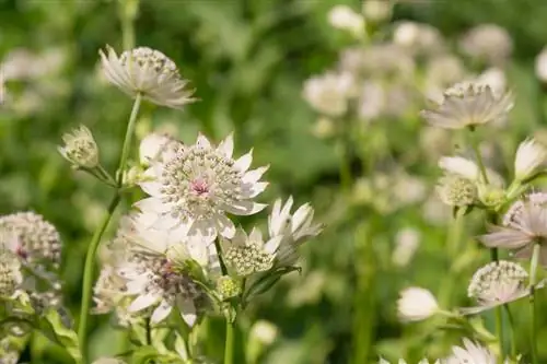 Caring for Star Umbel: Tips for location and watering behavior