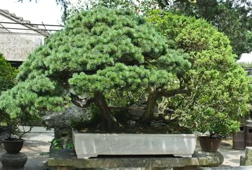 Cemara sabit sebagai bonsai: Mengapa ideal?