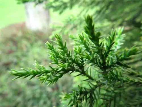 Pagputol ng Japanese cedar