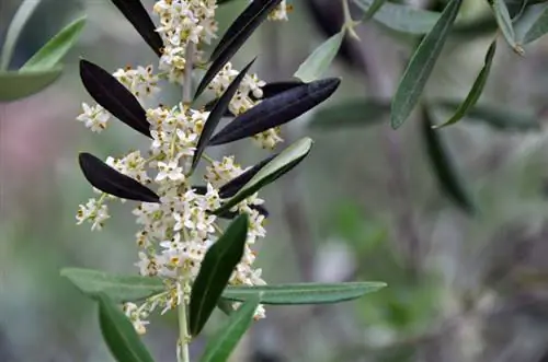 Olive tree fertilization: Why a second tree makes sense