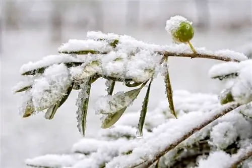 Olijfboom in de winter: bescherming tegen vorst en overwinteringstips