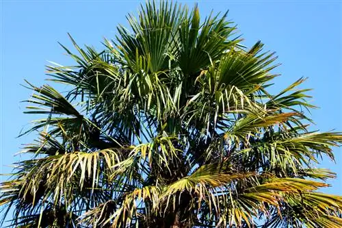 Tamaño de la palma de cáñamo chino