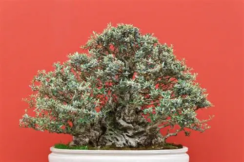 Bonsai pokok zaitun