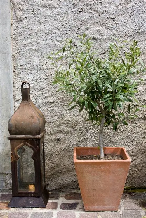 Plant out the olive tree