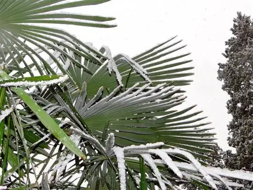 Kinesisk hampa palm snö