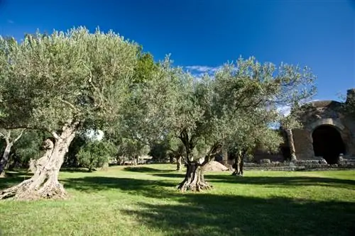 Το μέλλον της ελαιοκαλλιέργειας: Είναι η Γερμανία μια επιλογή;