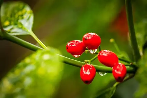 Aukube: Planta de interior venenosa y sus peligros