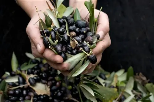 Olive harvest - traditional and modern