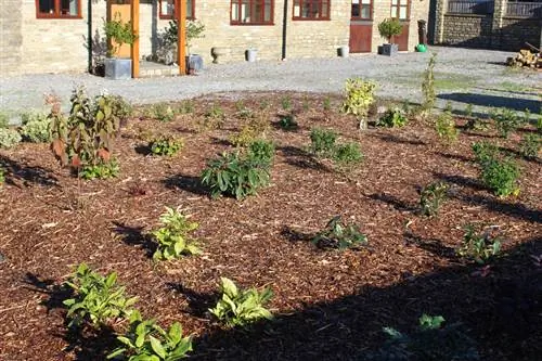 Aukube in de winter: beschermende maatregelen voor de exotische plant