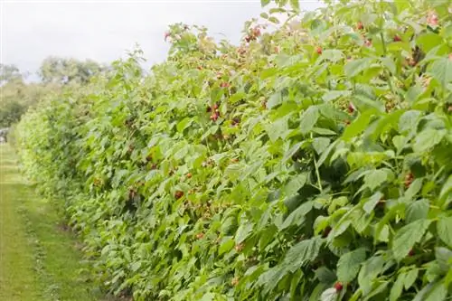 Root barrier for raspberries: effective spread control