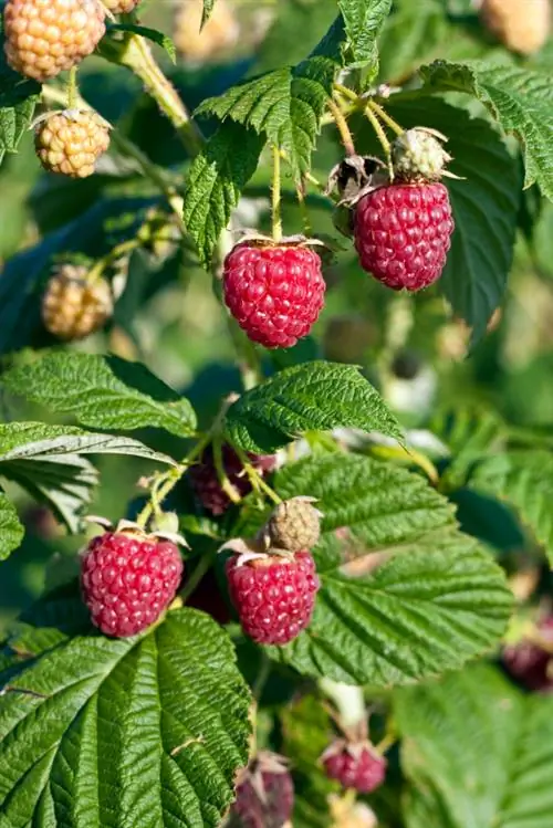 When are raspberries ripe?