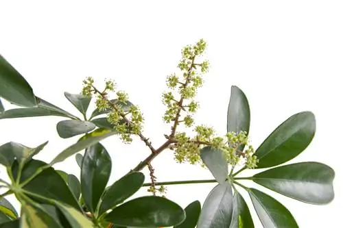 Schefflera และความเป็นพิษของมัน: ฉันต้องใส่ใจอะไรบ้าง?