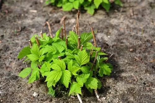 When to plant raspberries