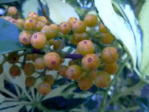 Schefflera forplantning