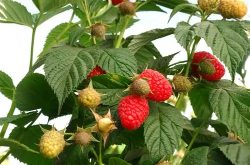 Summer raspberry varieties