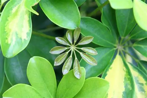 Schefflera Arboricola kopšana: padomi veselīgam augam