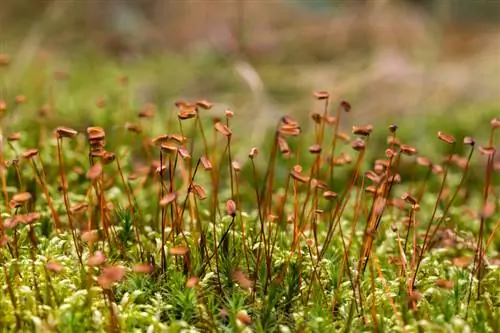 Toxumdan ulduz mamırı yetişdirmək: Bunu öz bağınızda necə etmək olar