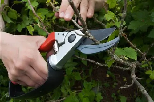 Couper les framboises d'été : Comment obtenir une récolte riche