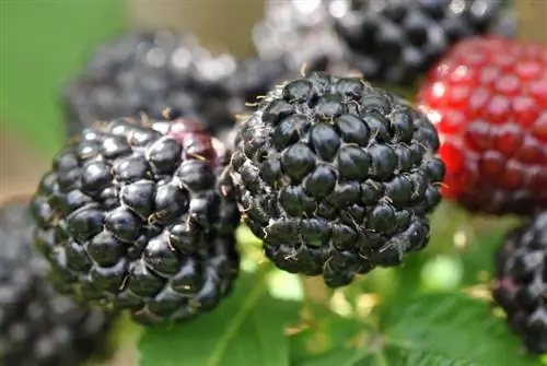 Raspberry hitam