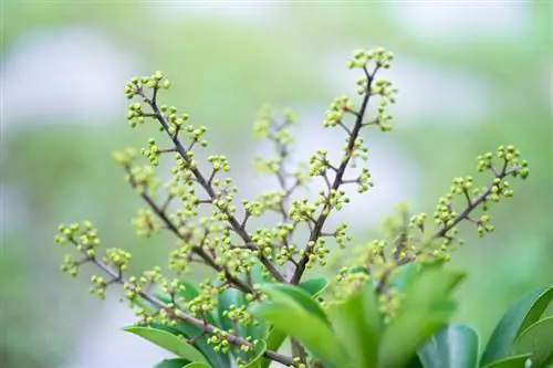 Floração Schefflera: Dicas para uma floração bem-sucedida