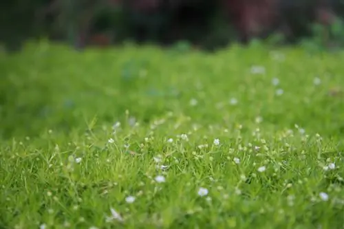 Bintangi lumut, bukan rumput