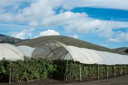 Getting raspberries safely through the winter: tips & tricks