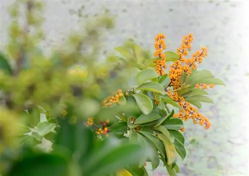 Schefflera প্রস্ফুটিত হয়