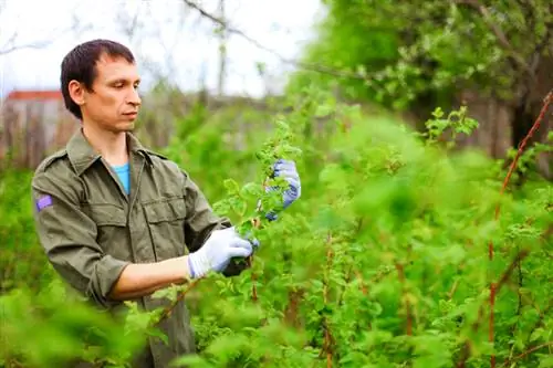 Frambozen succesvol planten: welke afstand moet je aanhouden?