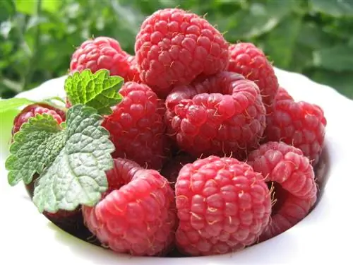 Lumalagong raspberry